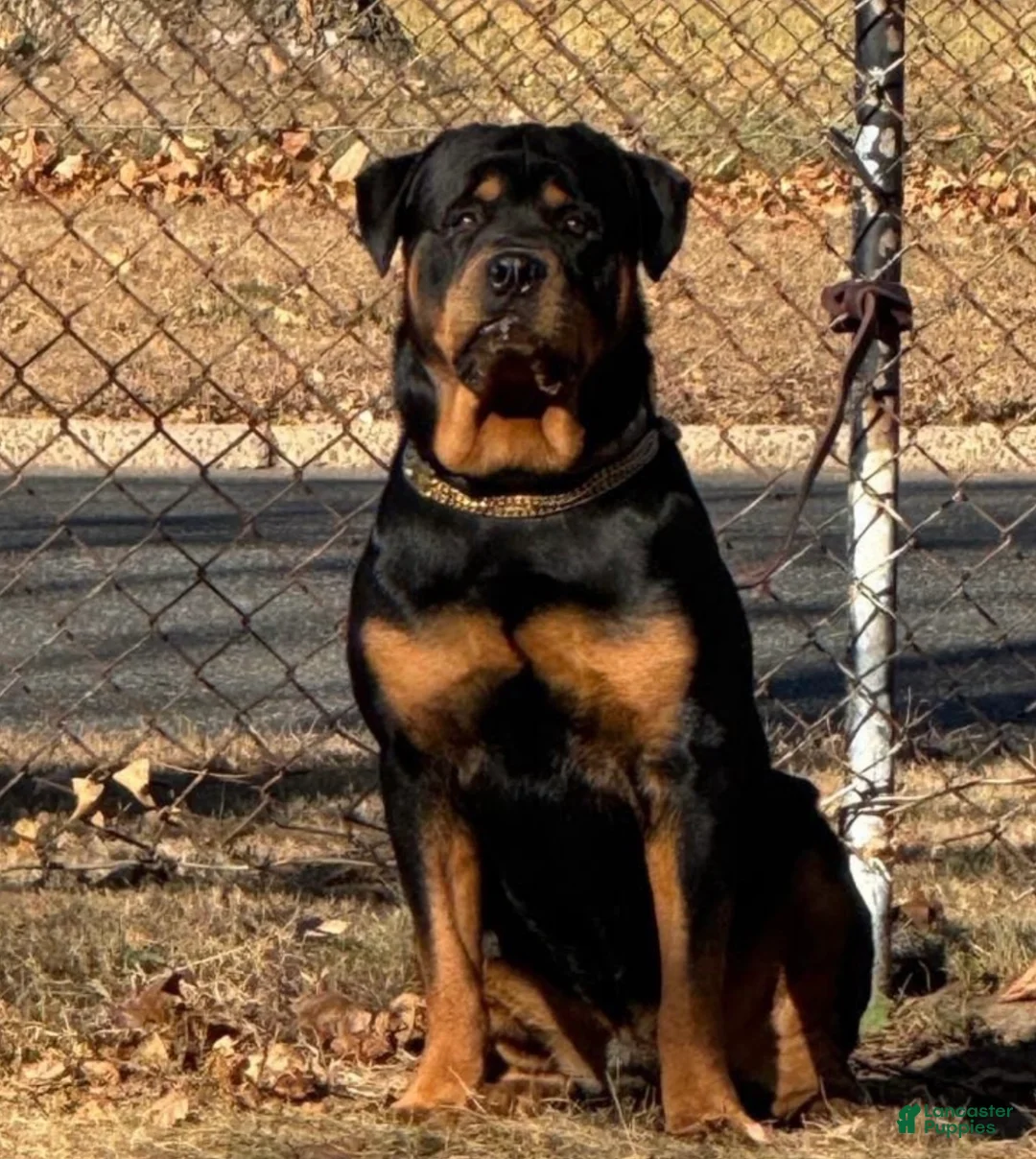 Rottweiler dogs for sale: Rottweiler 1 - Ad 8