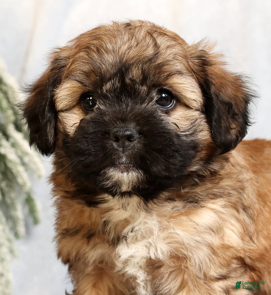 Mixed Breed dogs for sale: Jessica - Ad 9