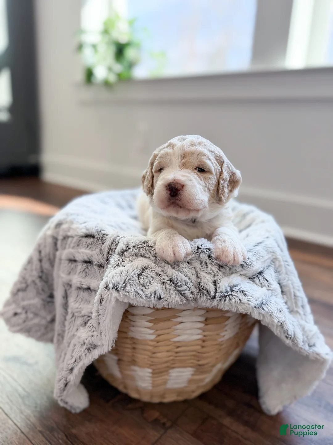 Labradoodle dogs for sale: Sunny - Ad 1