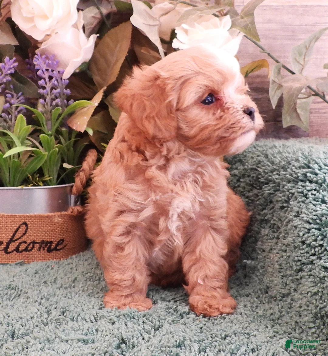 Cavapoo dogs for sale: Ginger #4 Male - Ad 2