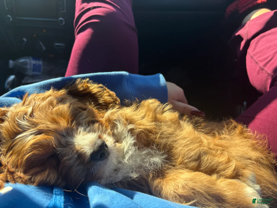 Cavapoo dogs for sale: Cavapoo Puppy 1 - Ad 8