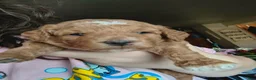 Mini Goldendoodle dogs for sale: Mini Goldendoodle Girl 1 - Ad 4