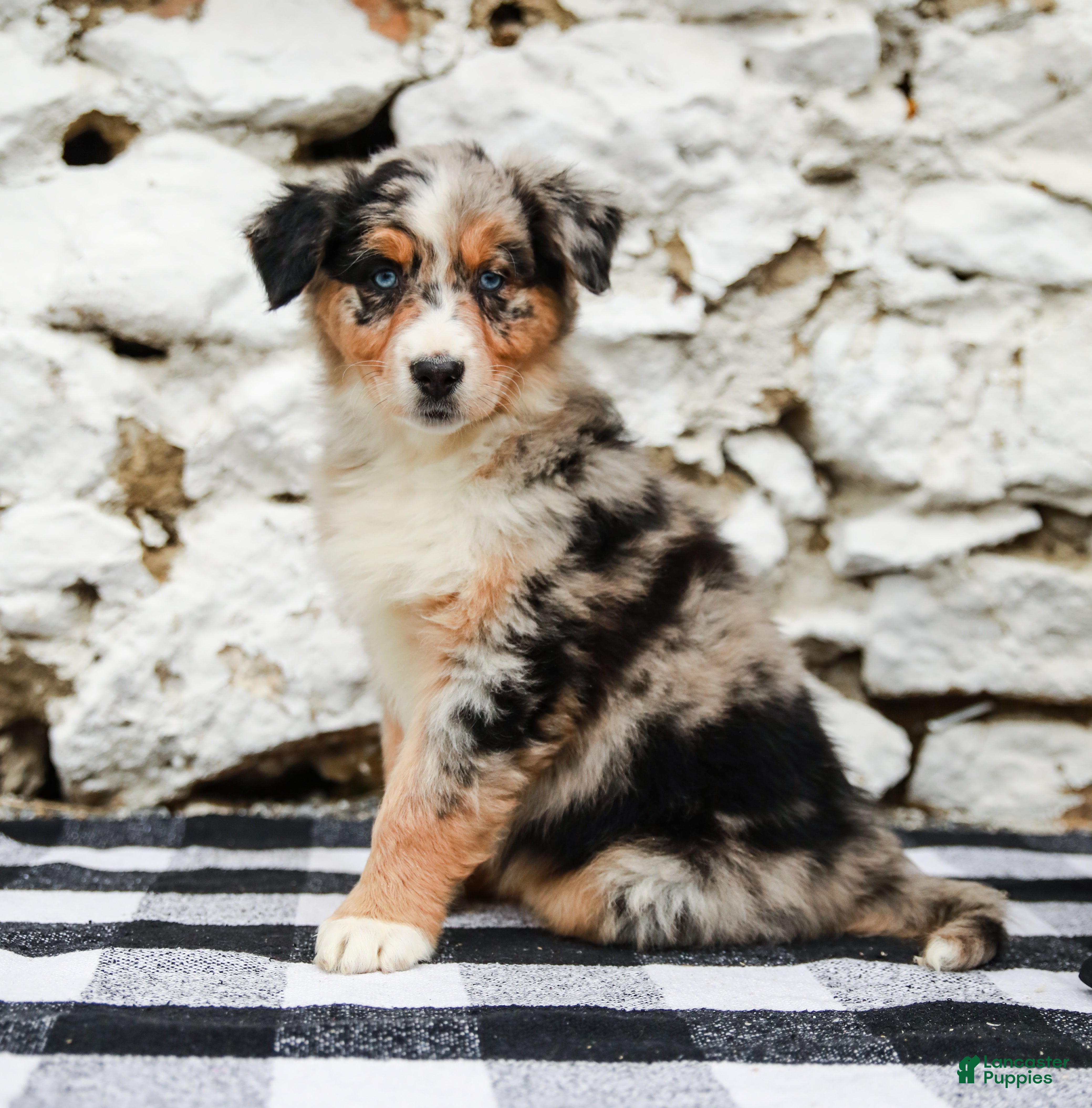 Australian Shepherd dogs Cody - Ad 1