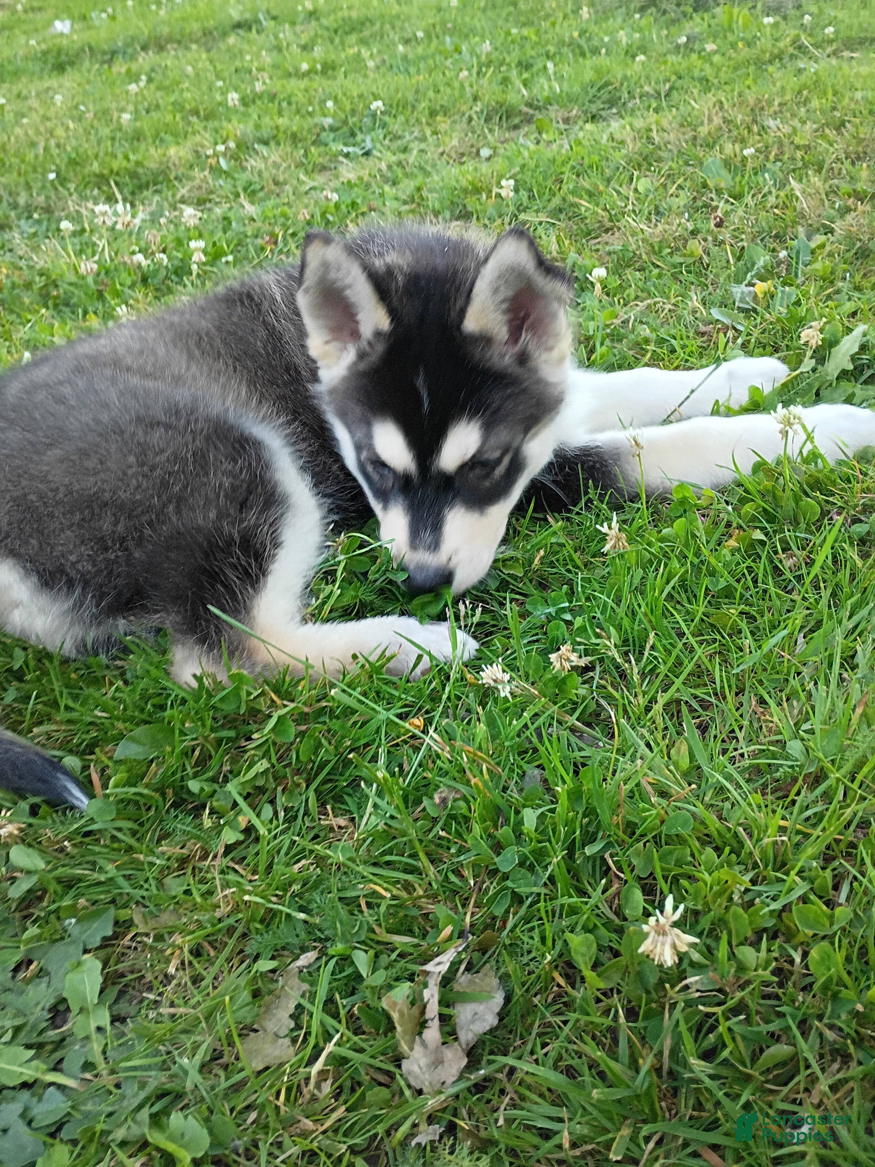 Siberian Husky dogs Siberian Husky 1 - Ad 2