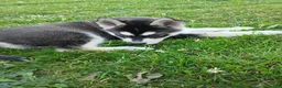 Siberian Husky dogs for sale: Siberian Husky 1 - Ad 2
