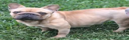 French Bulldog dogs for sale: 🩶🎂Shortcake🎂🩶 - Ad 5
