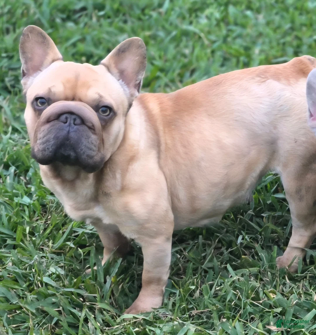 French Bulldog dogs for sale: 🩶🎂Shortcake🎂🩶 - Ad 5