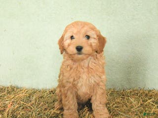 Mini Goldendoodle dogs Brooks - Ad 28