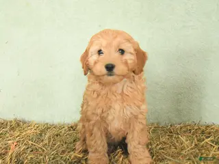 Mini Goldendoodle dogs Brooks - Ad 41