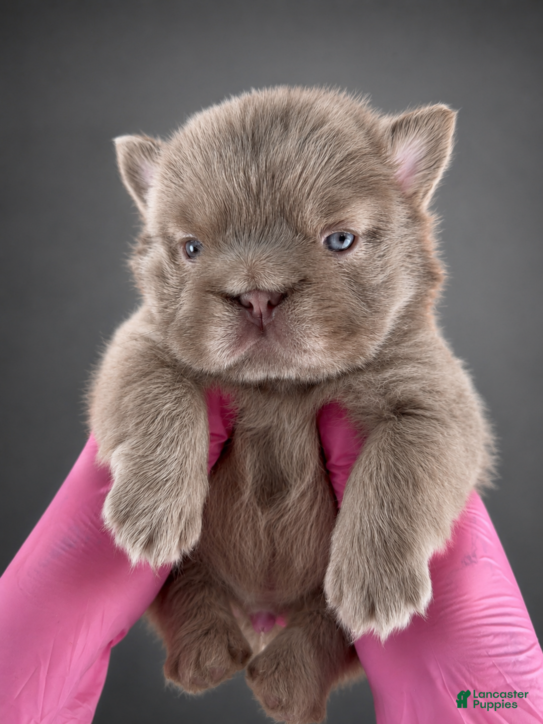 French Bulldog dogs John John - Ad 7