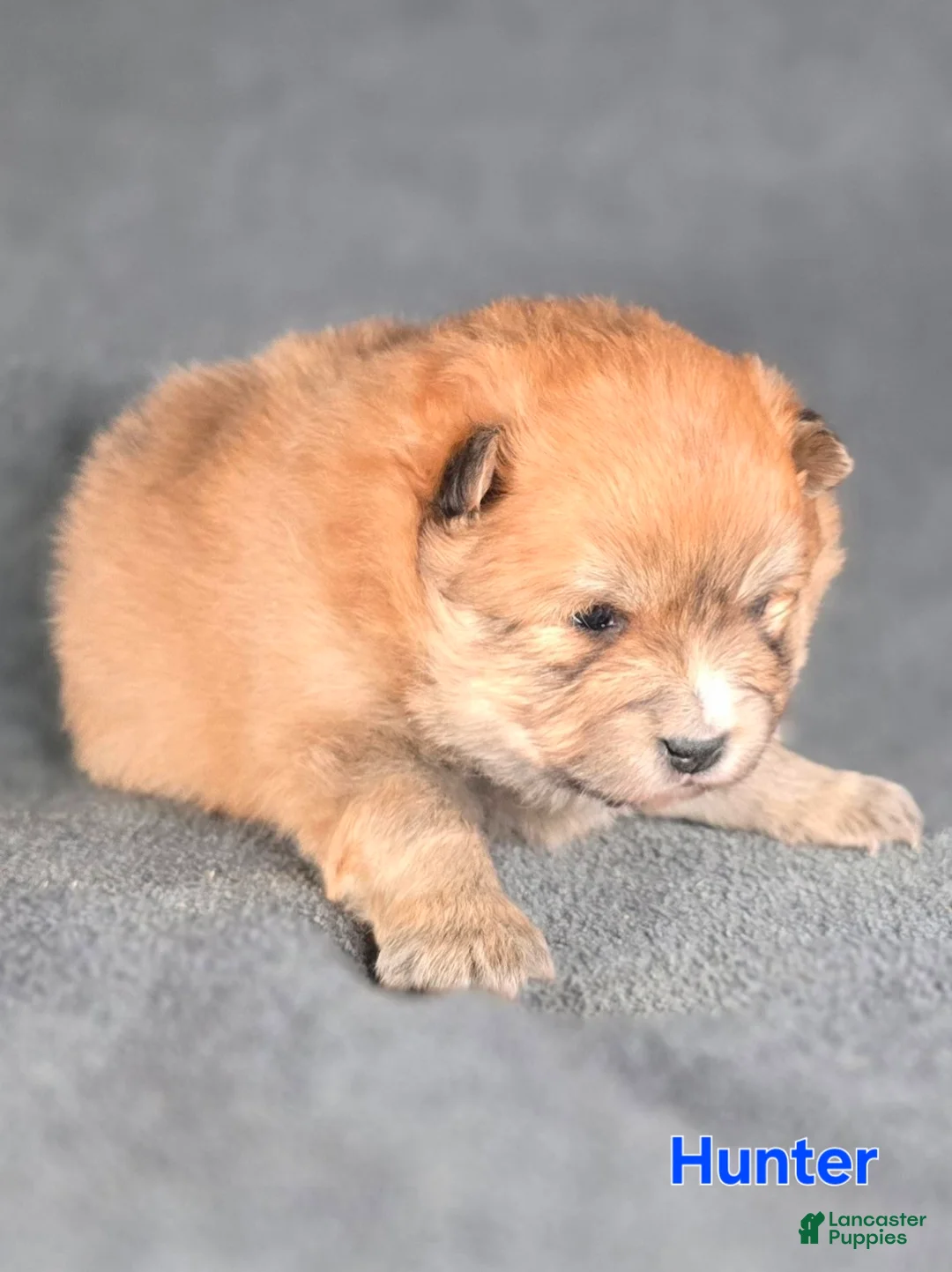 Pomeranian dogs for sale: Hunter  - Ad 1