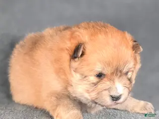 Pomeranian dogs Hunter - Ad 42