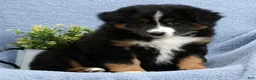 Australian Shepherd dogs for sale: Liam - Ad 6