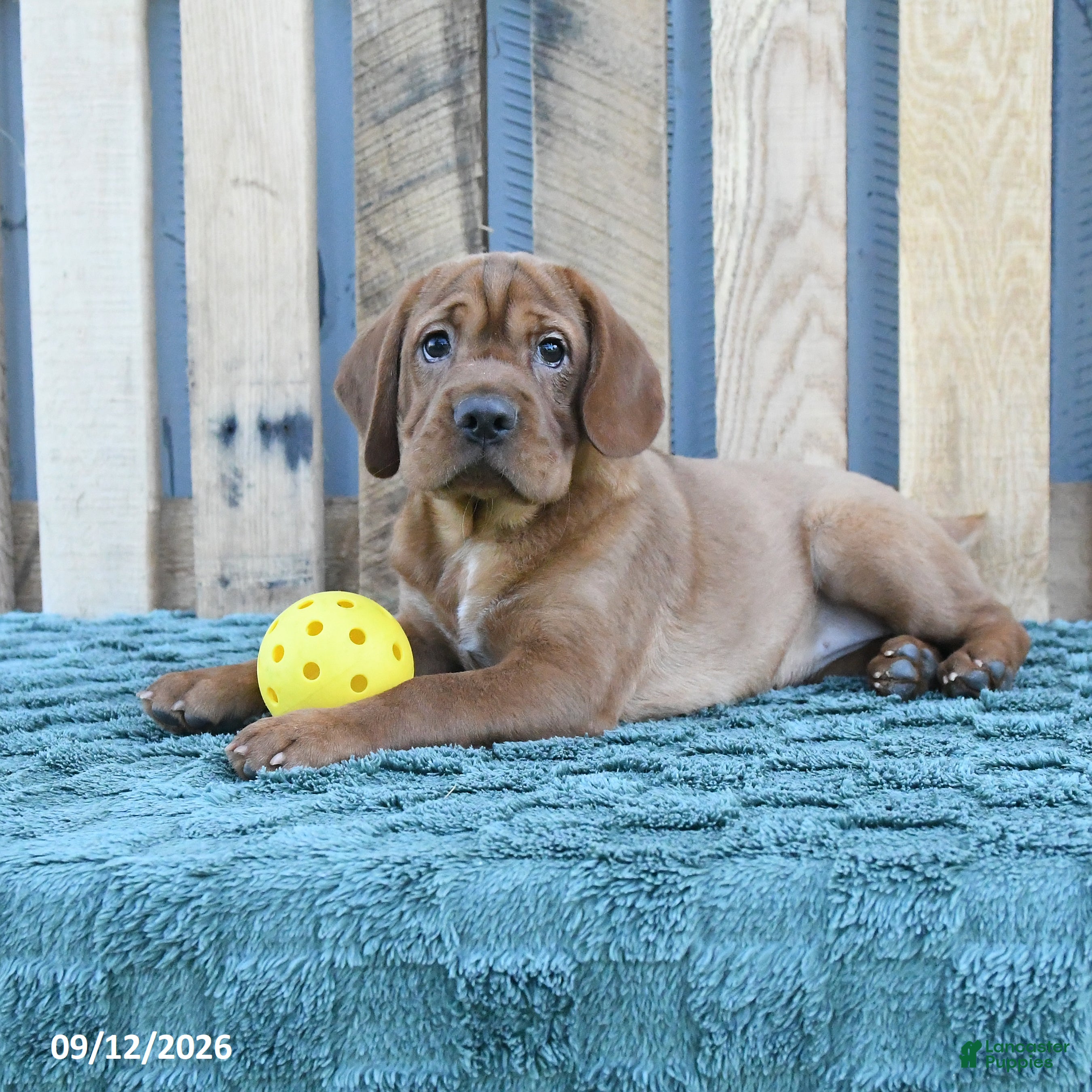 Mini Hippo dogs for sale: Missie - Ad 3