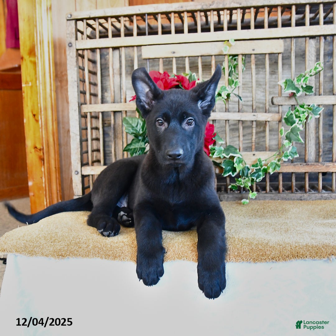 Mixed Breed dogs for sale: Owen - Ad 2