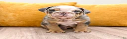 English Bulldog dogs for sale: Charles - Ad 3