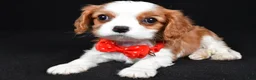 Cavalier King Charles Spaniel dogs for sale: Rusty - Ad 1