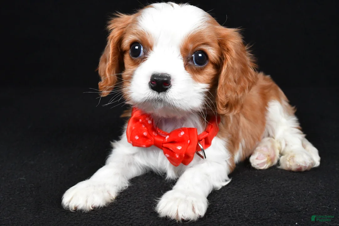 Cavalier King Charles Spaniel dogs for sale: Rusty - Ad 1