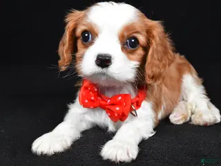 Cavalier King Charles Spaniel dogs for sale: Rusty - Ad 4