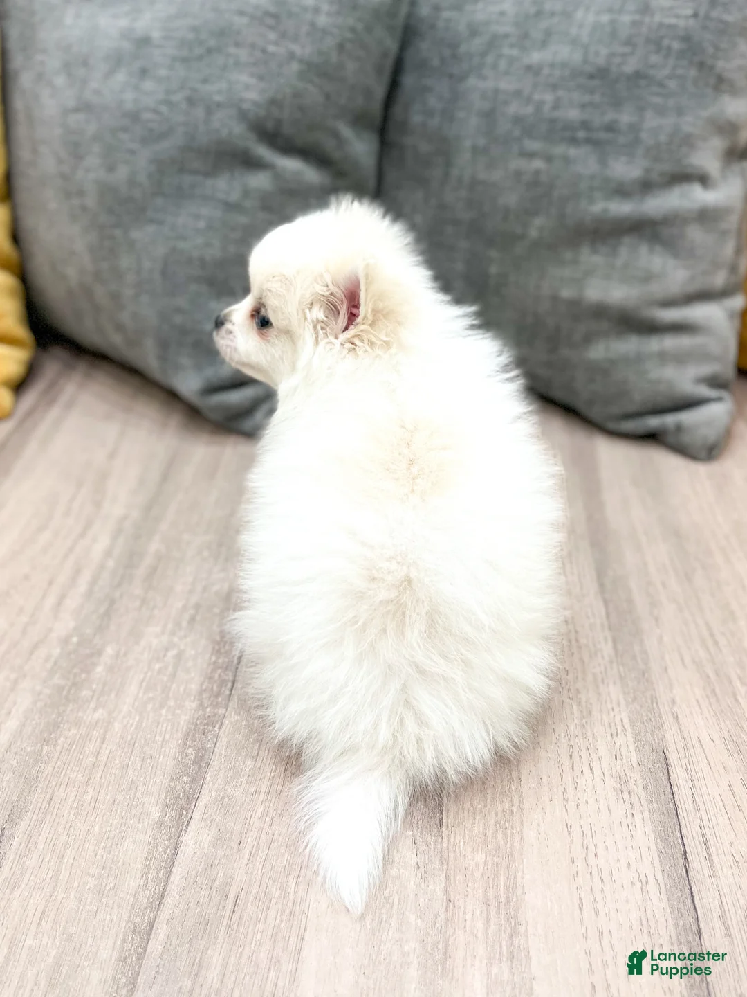 Pomeranian dogs for sale: Sparky - Ad 5