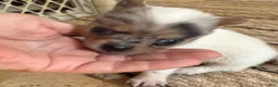 Chihuahua dogs for sale: AKC,Apple head spike,blue & white Merle  - Ad 29