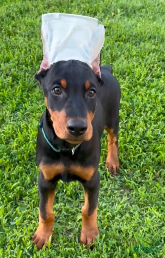 Doberman Pinscher dogs Female 1 - Ad 22