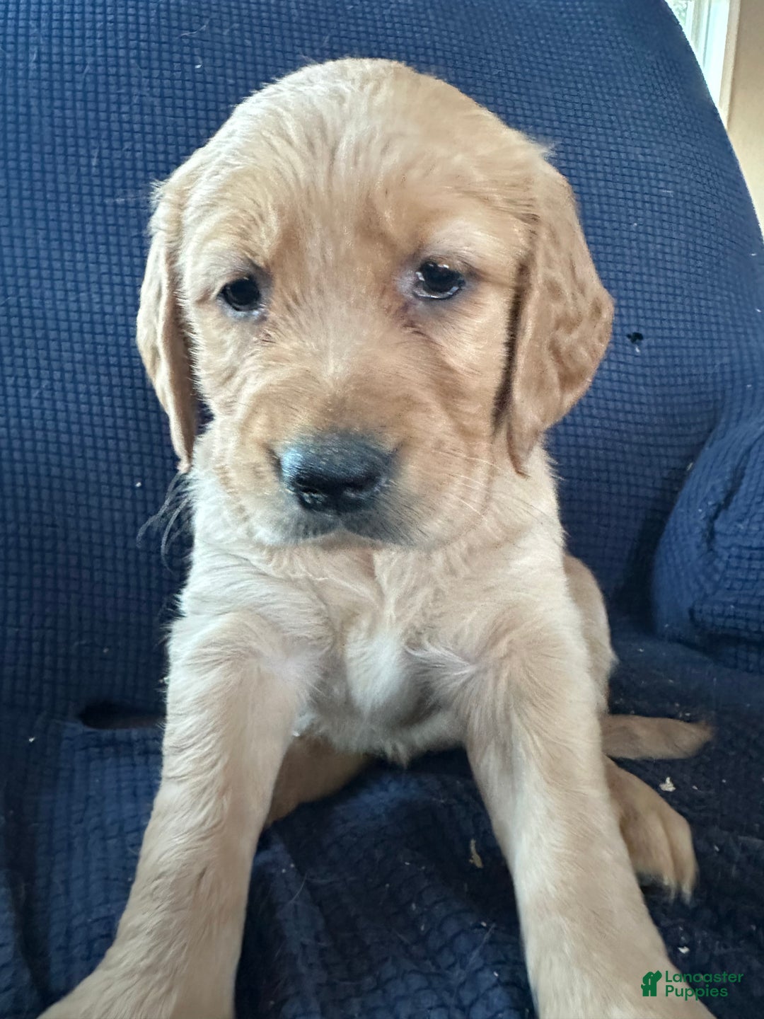 Mixed Breed dogs for sale: Mixed Breed Puppy 6 - Ad 1