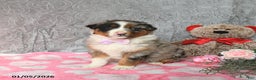 Australian Shepherd dogs for sale: Kimber - Ad 3