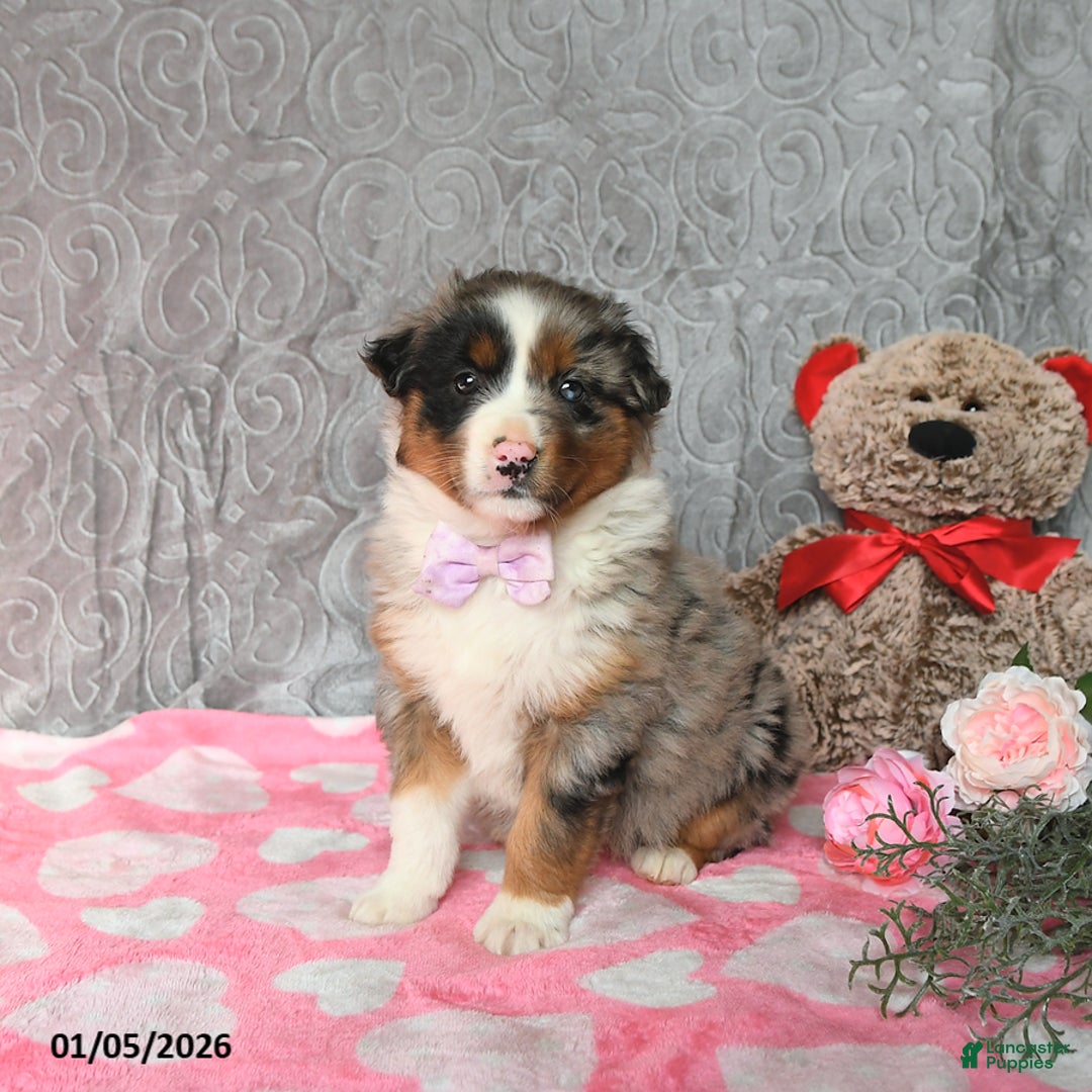 Australian Shepherd dogs for sale: Kimber - Ad 3