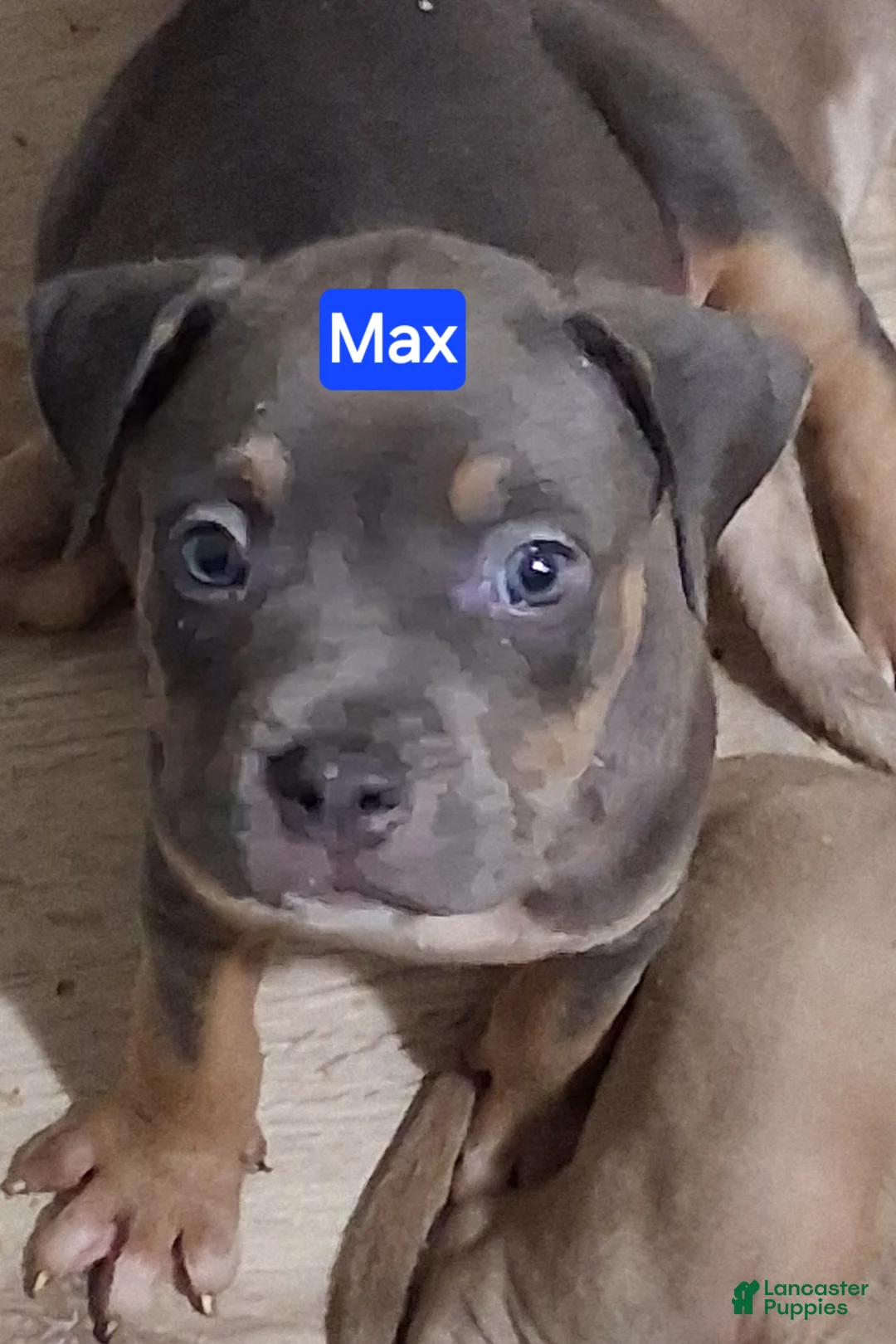 American Bully dogs for sale: Max - Ad 2