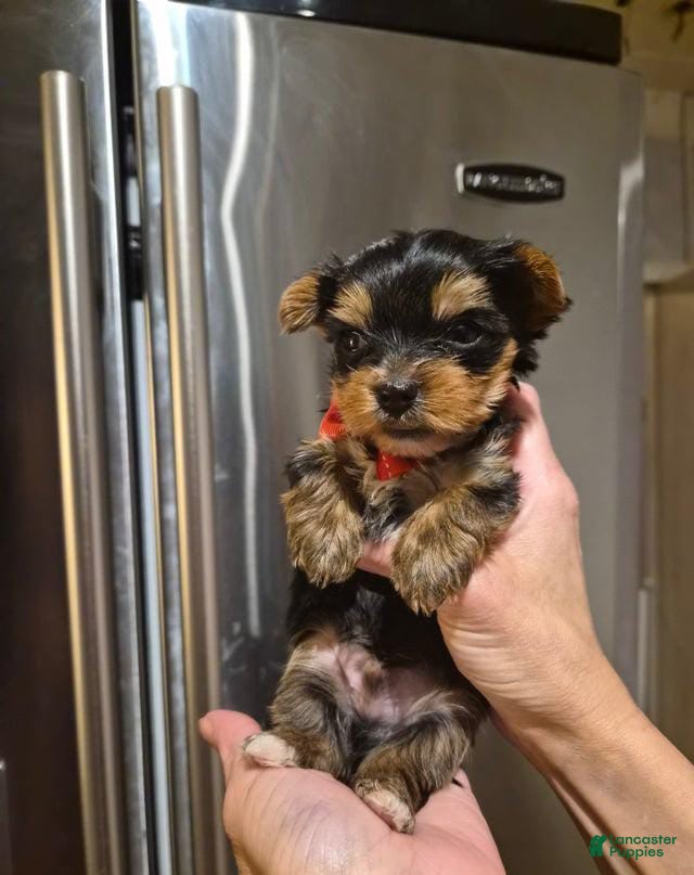 Yorkshire Terrier dogs Teddy - Ad 5