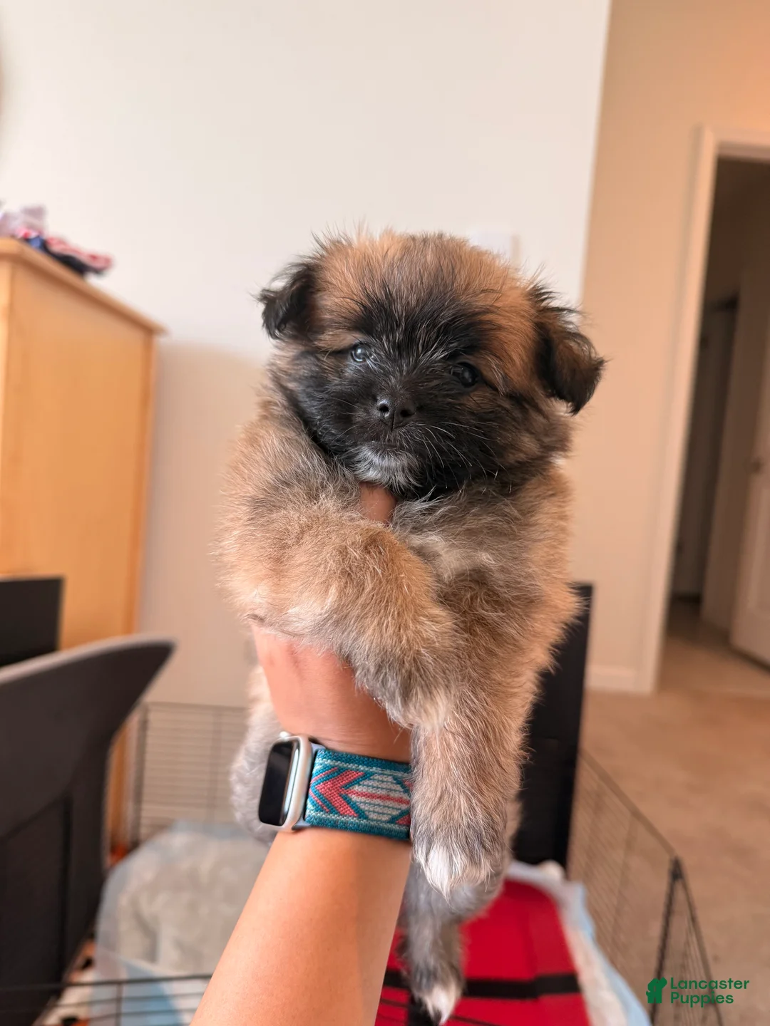 Mixed Breed dogs for sale: Mixed Breed 1 - Ad 2