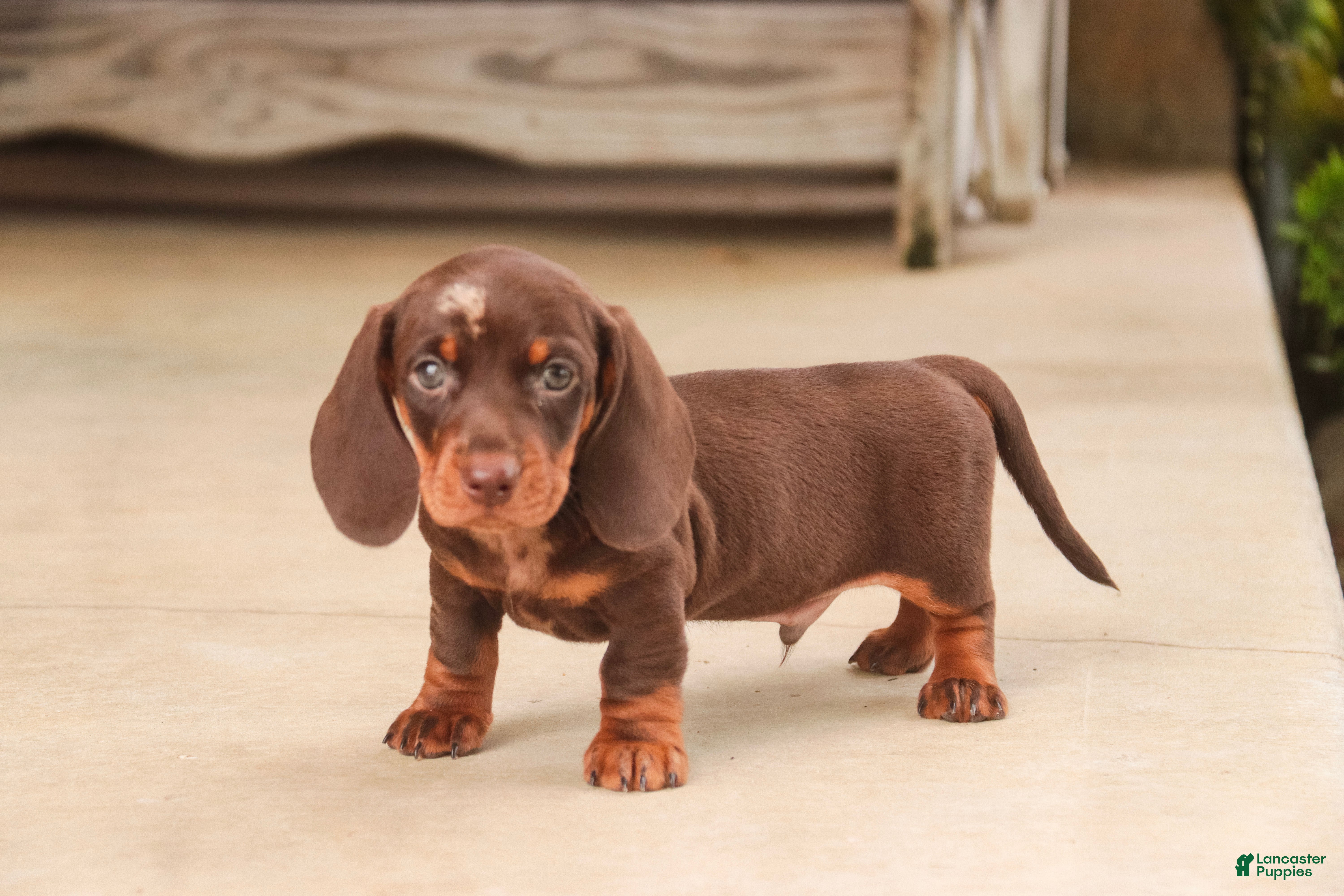 Miniature Dachshund dogs Cody Miniature Dachshund  - Ad 2