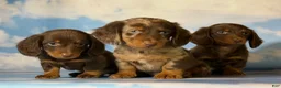 Miniature Dachshund dogs for sale: ACA Everest LH male PRA clear OFA Chic Parents - Ad 8