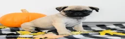 Pug dogs for sale: Porter - Ad 3