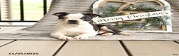 Boston Terrier dogs for sale: King - Ad 3