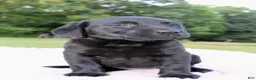 Labrador Retriever dogs for sale: Lady - Ad 8
