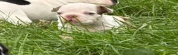 American Bully dogs for sale: Chocolate Male  - Ad 3