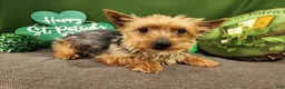 Yorkiepoo dogs for sale: Yorkiepoo 1 - Ad 10