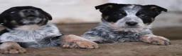 Australian Cattle Dog dogs for sale: Molly - Ad 21