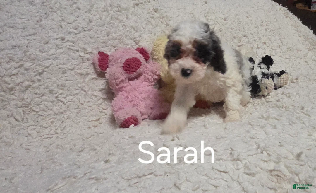 Cockapoo dogs for sale: Sarah - Ad 14