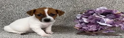 Jack Russell Terrier dogs for sale: Vanessa - Ad 3