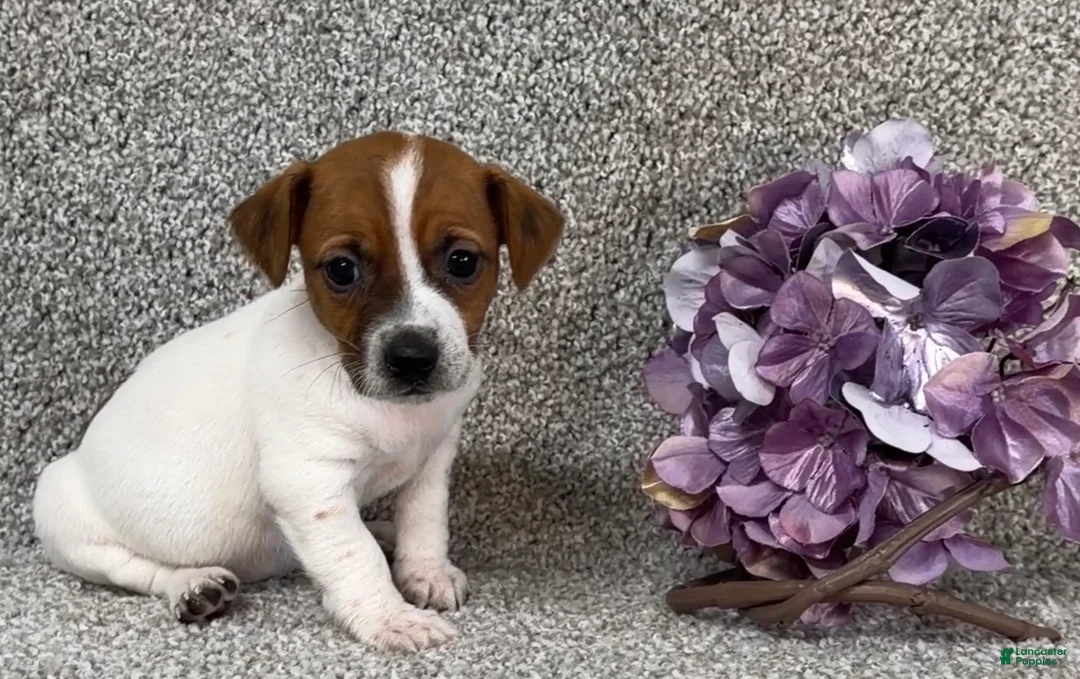Jack Russell Terrier dogs for sale: Vanessa - Ad 3
