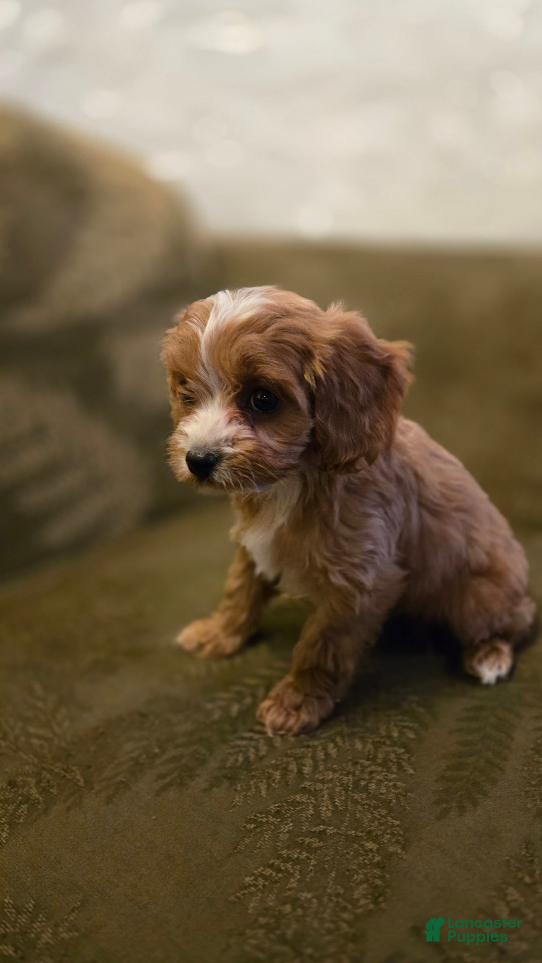 Cavapoo dogs for sale: Wren - Ad 11
