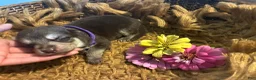 German Shepherd dogs for sale: Willow - Ad 3