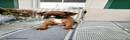 Boxer dogs for sale: Dreamer - Ad 4