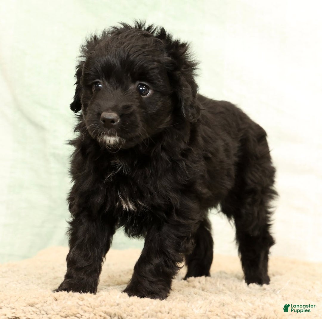 Mini Aussiedoodle dogs for sale: Suzie - Ad 5