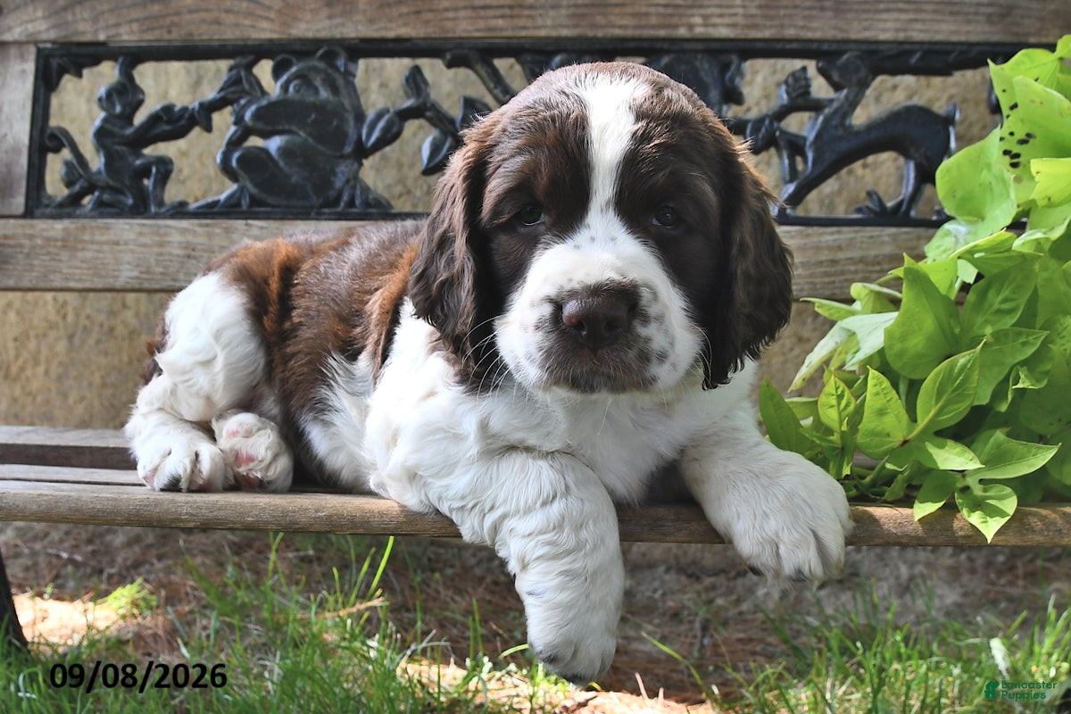 English Springer Spaniel dogs Waffle - Ad 2