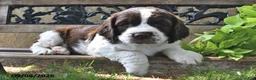English Springer Spaniel dogs for sale: Waffle - Ad 2