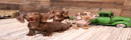 Miniature Dachshund dogs for sale: Wynnie blue/tan wirehair - Ad 5